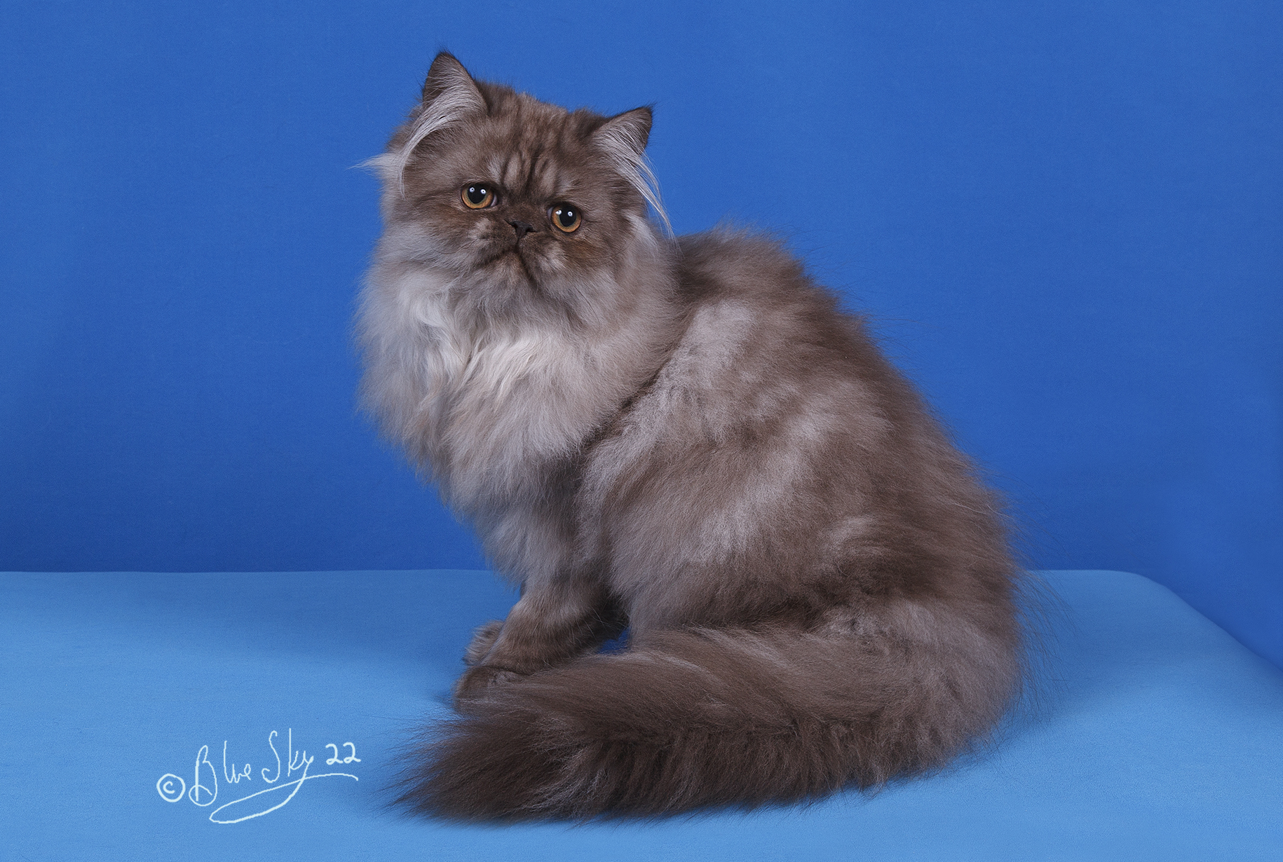 persian cat